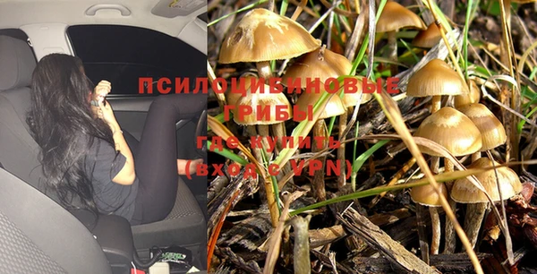 PSILOCYBIN Баксан