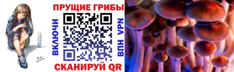 Купить где  Семёнов  Галлюциногенные грибы Psilocybine cubensis 